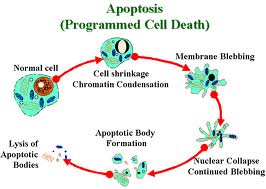 Apoptosi